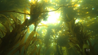Kelp!!
